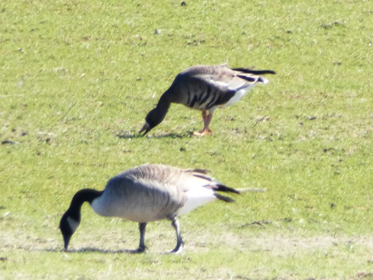 Greater White-fronted Goose - ML630859958