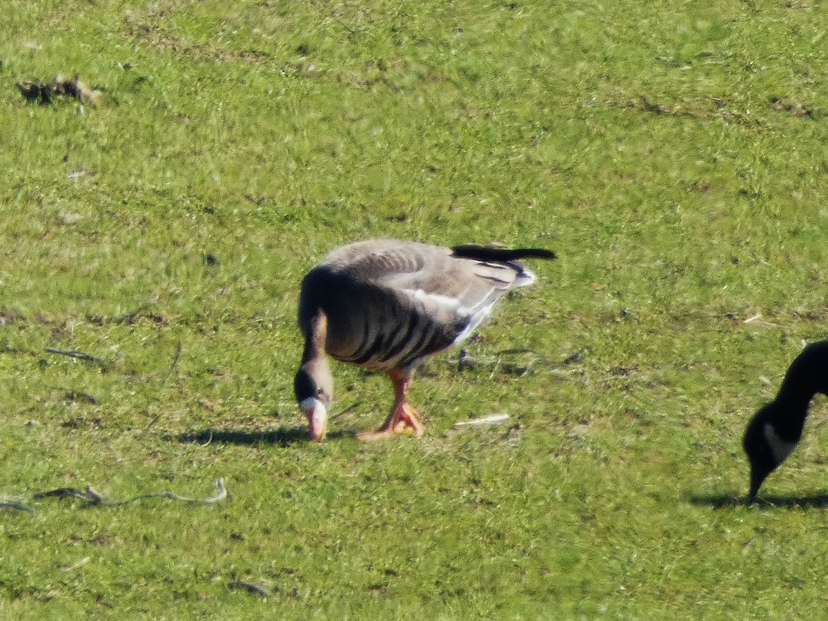 Greater White-fronted Goose - ML630859959