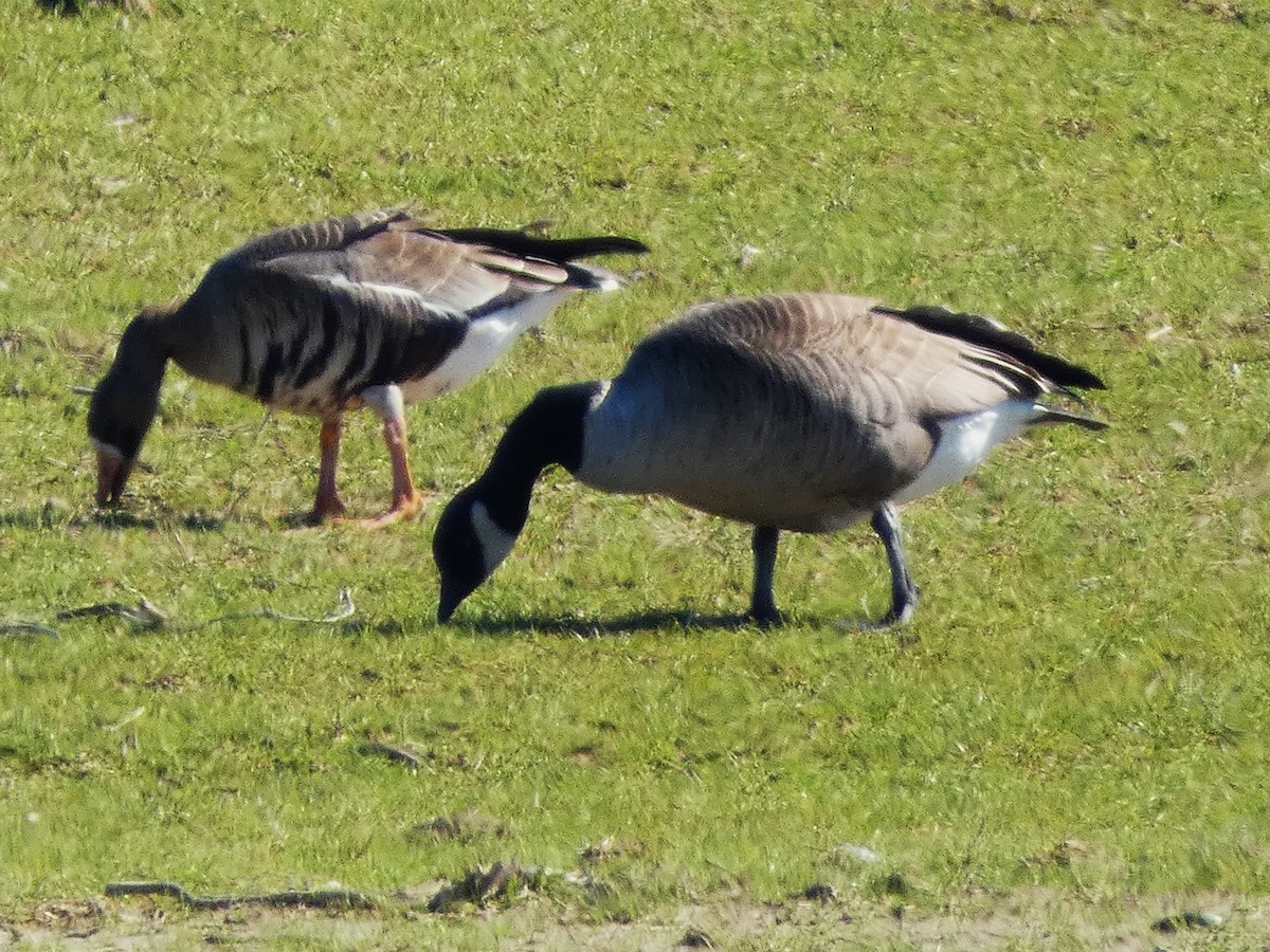 Greater White-fronted Goose - ML630859960