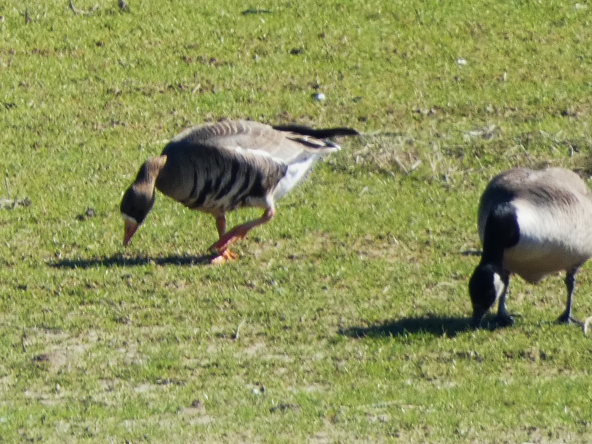 Greater White-fronted Goose - ML630859961