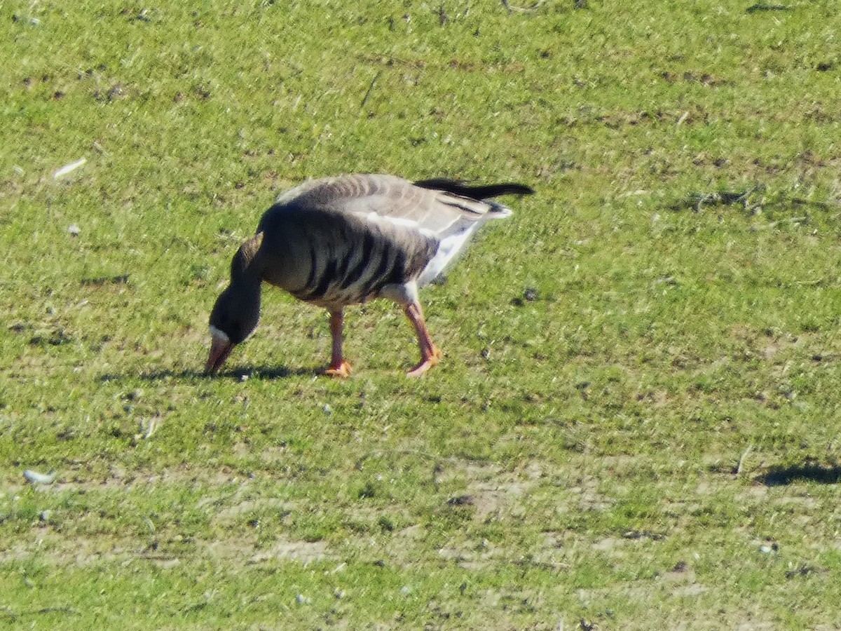Greater White-fronted Goose - ML630859962