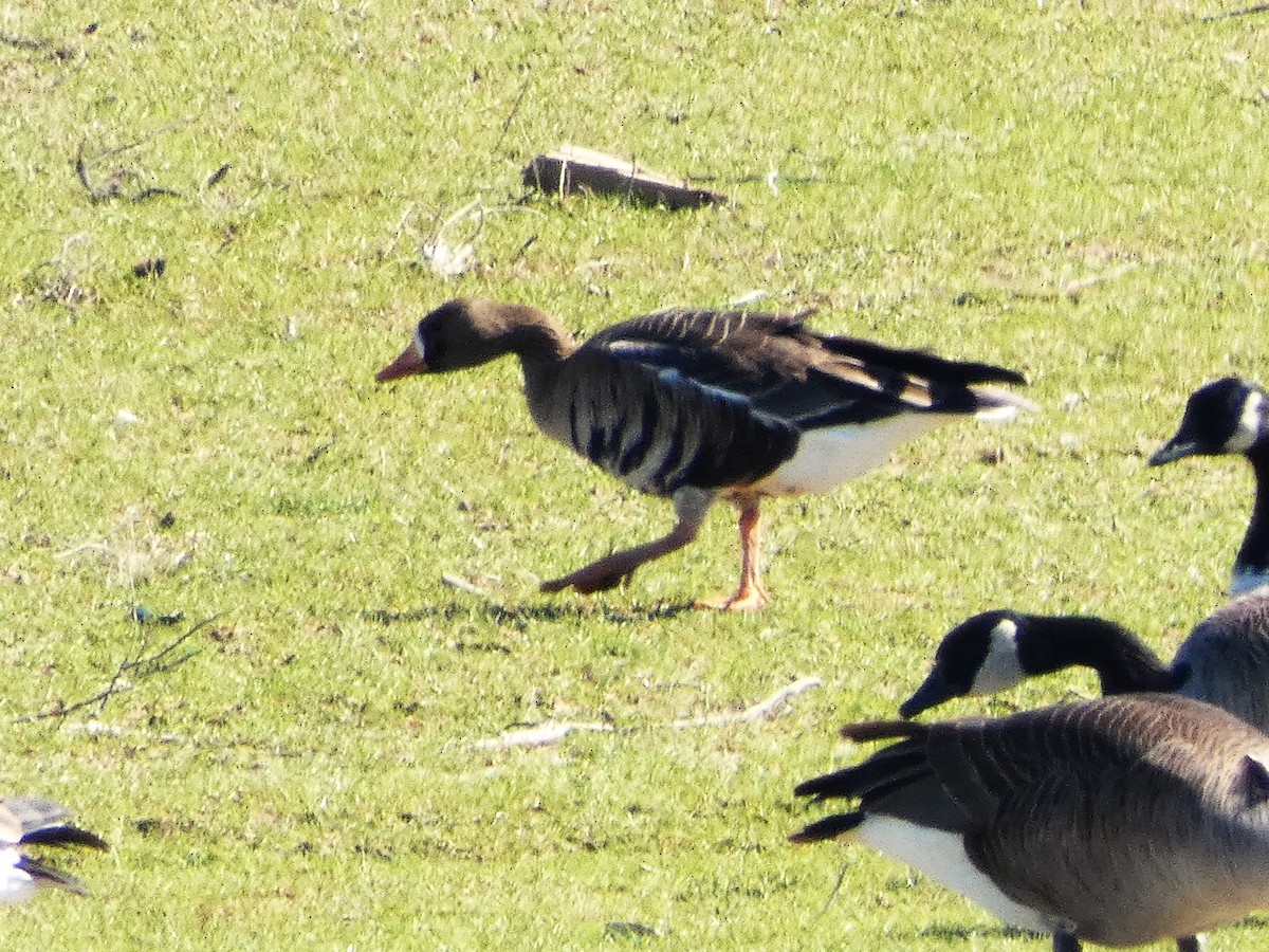 Greater White-fronted Goose - ML630859963