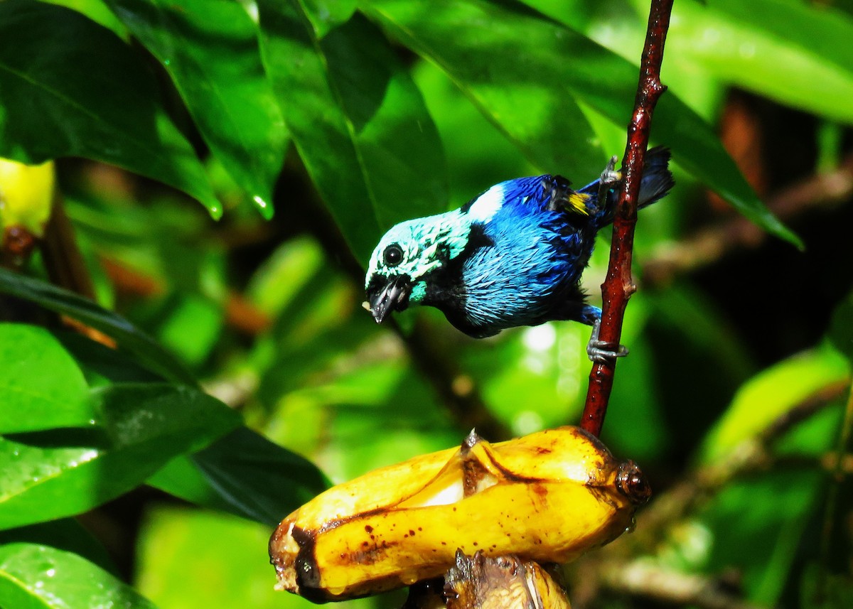 Seven-colored Tanager - ML630859980