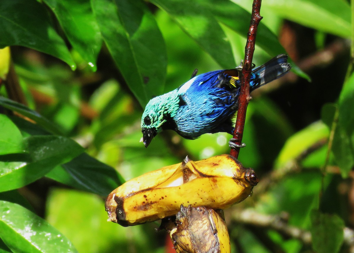 Seven-colored Tanager - ML630859981