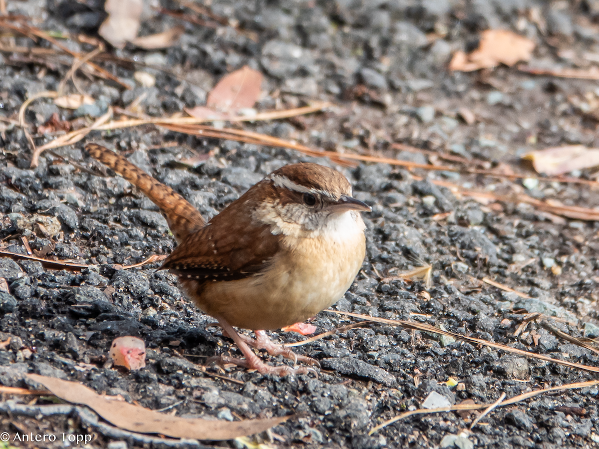 Carolina Wren - ML630860048