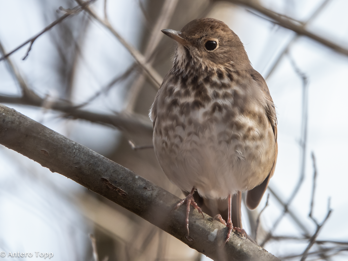 Hermit Thrush - ML630860159