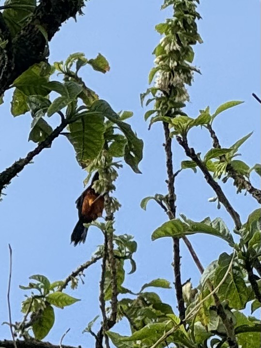 Martinique Oriole - ML630860288