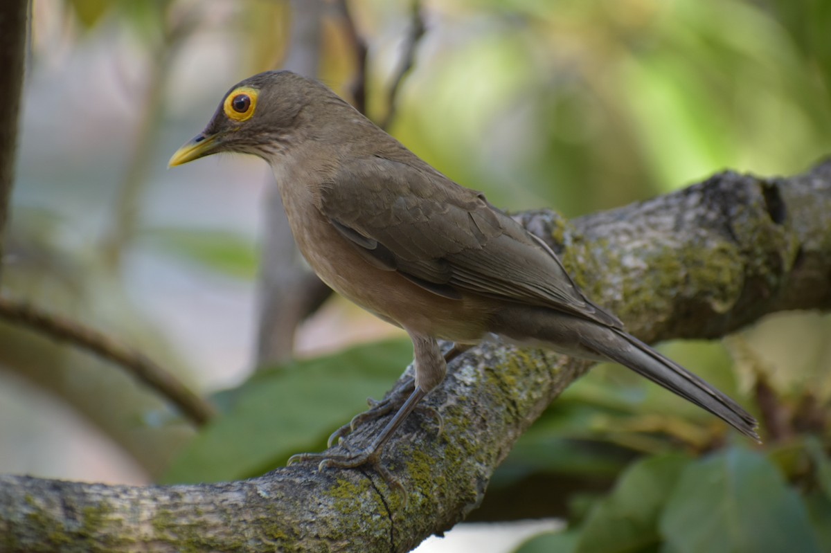 Spectacled Thrush - ML630860304