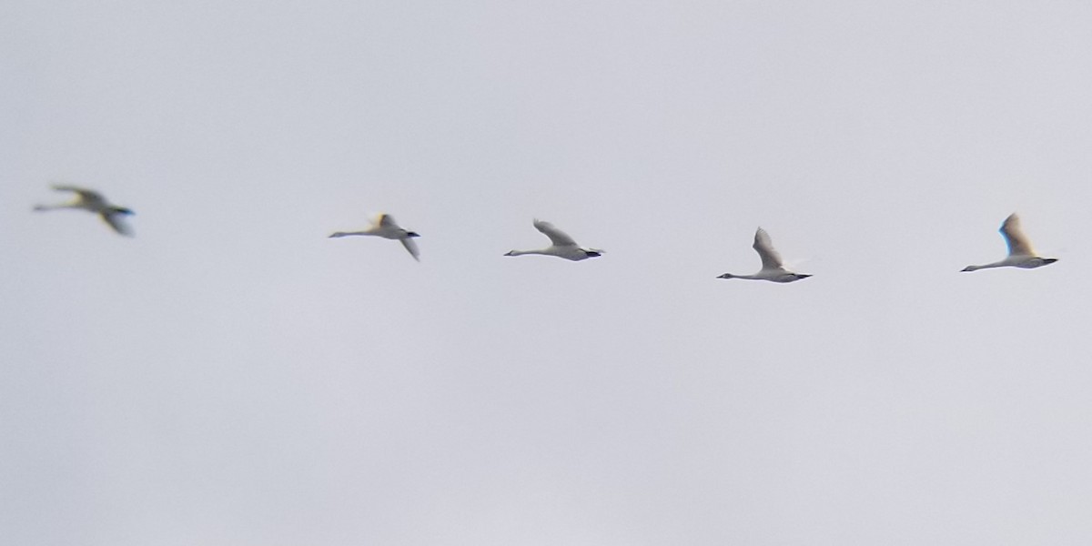 Tundra Swan - ML630860517