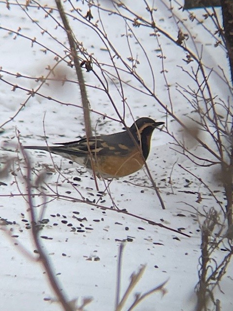 Varied Thrush - ML630860717