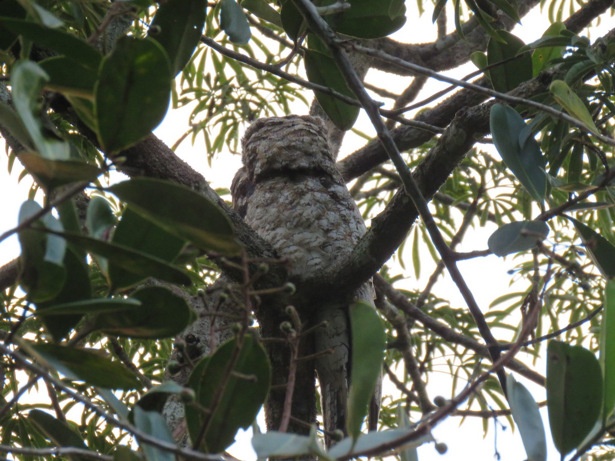 Great Potoo - ML630860870
