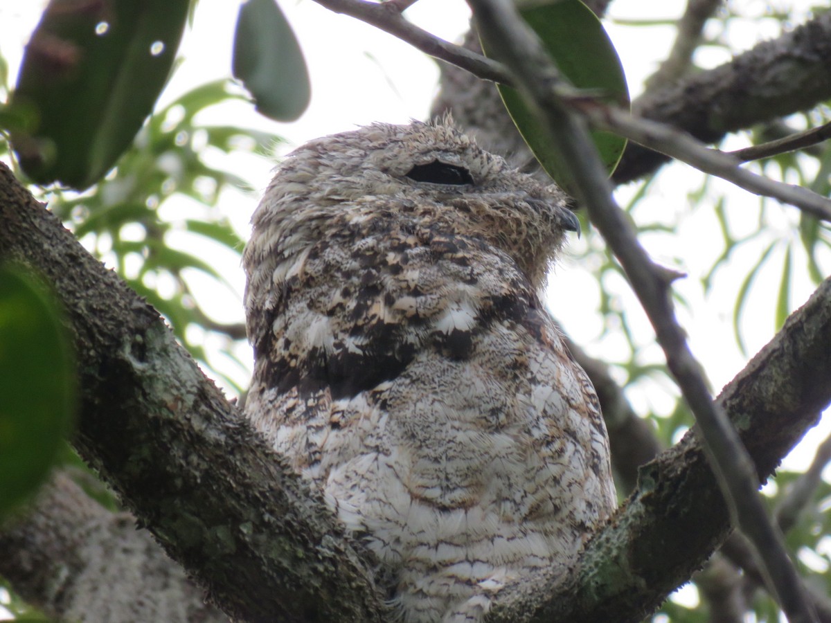 Great Potoo - ML630860871