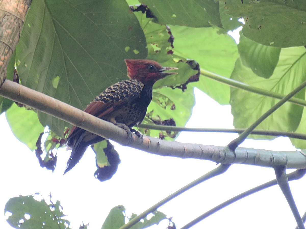 Rufous-headed Woodpecker - ML630861108