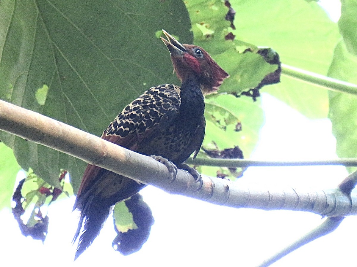 Rufous-headed Woodpecker - ML630861109
