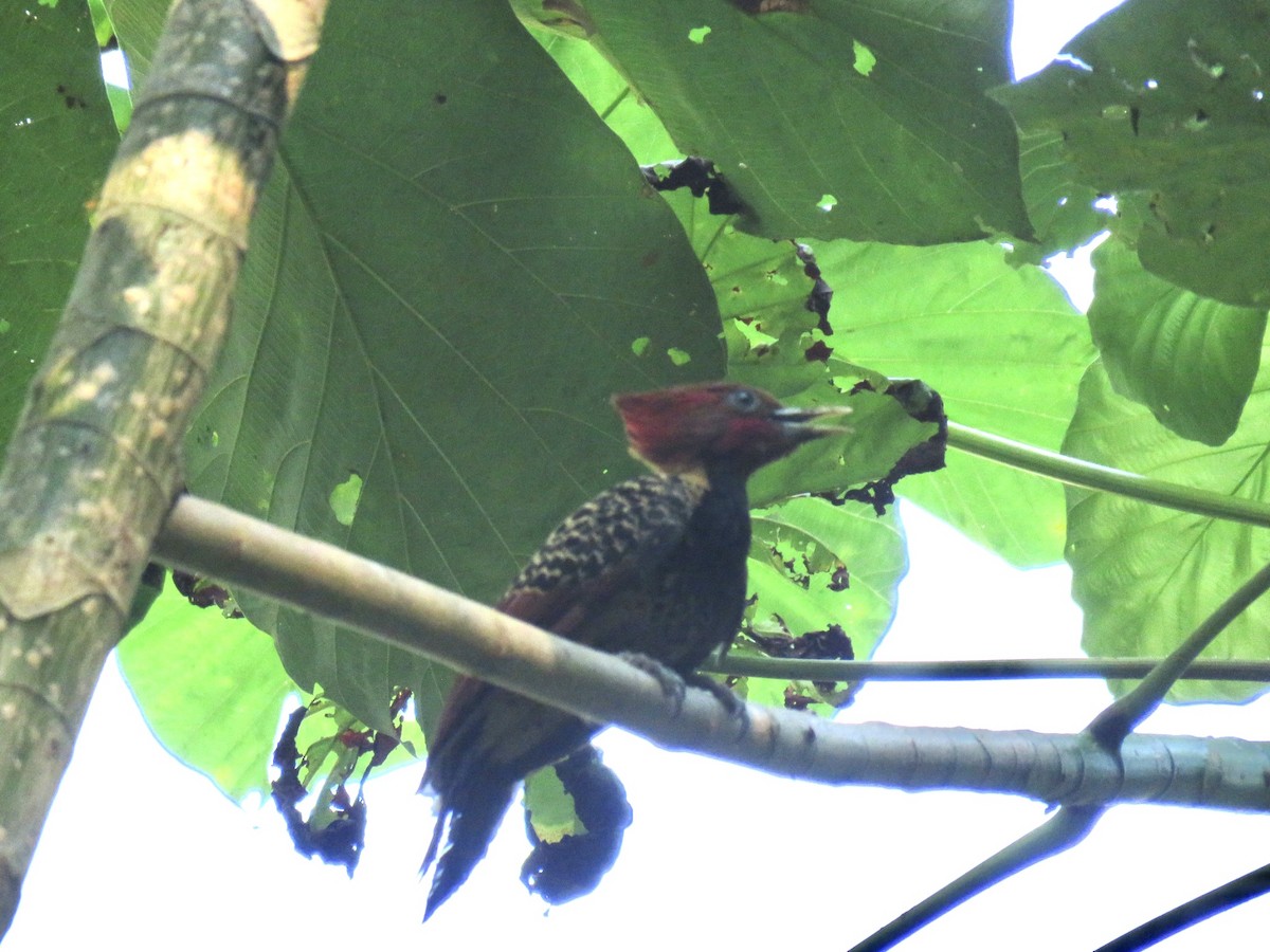 Rufous-headed Woodpecker - ML630861110