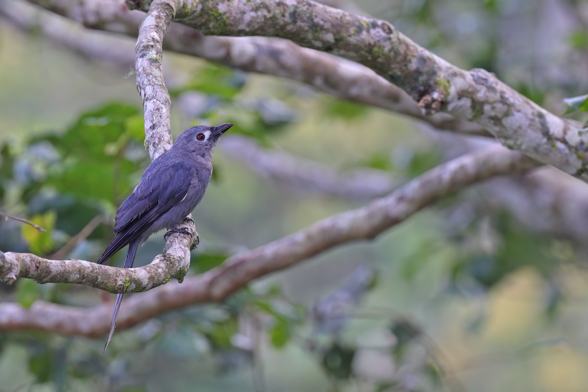 Ashy Drongo - ML630861326