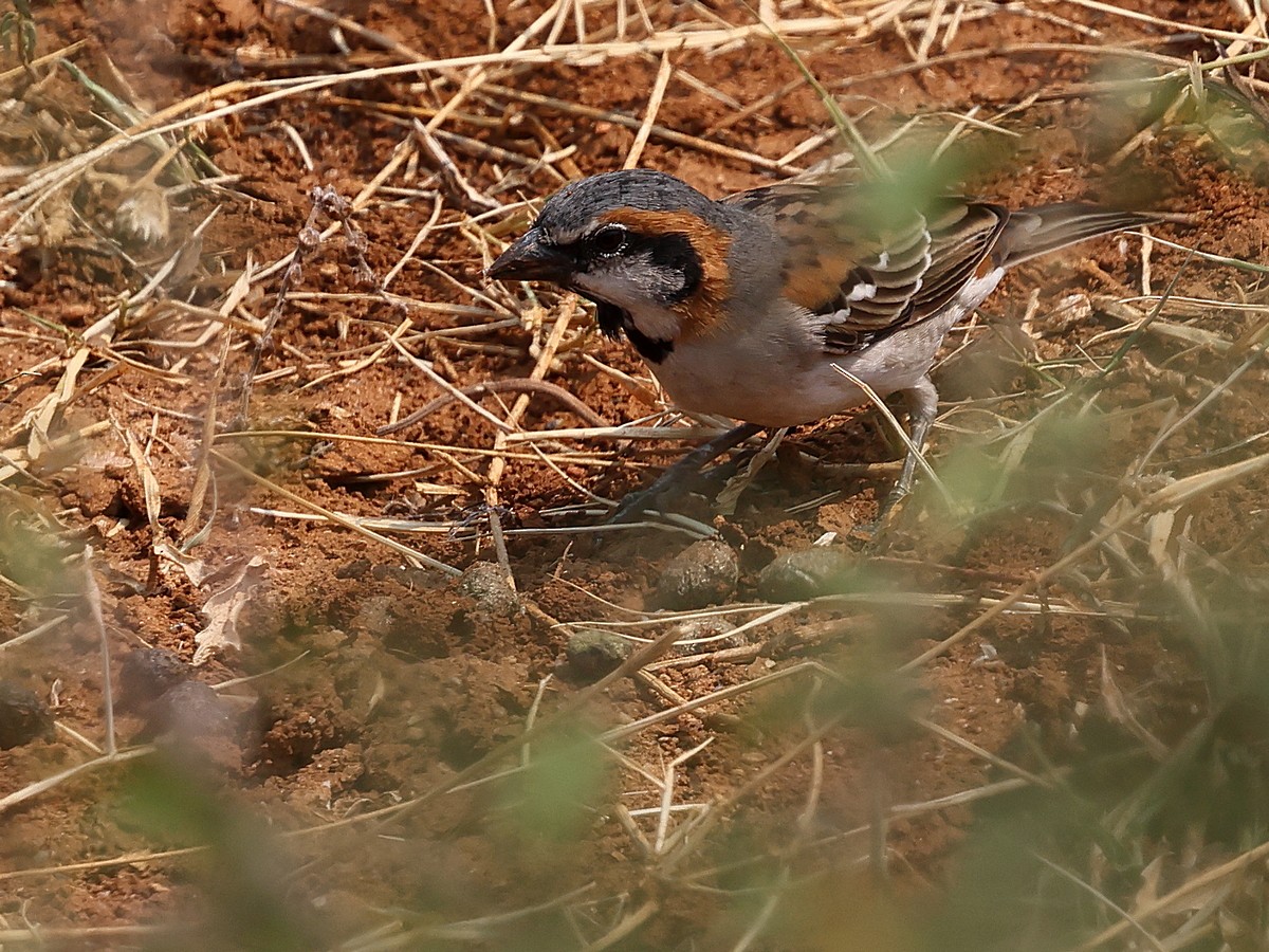 Shelley's Rufous Sparrow - ML630861427