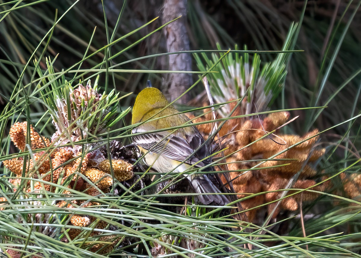Pine Warbler - ML630861459