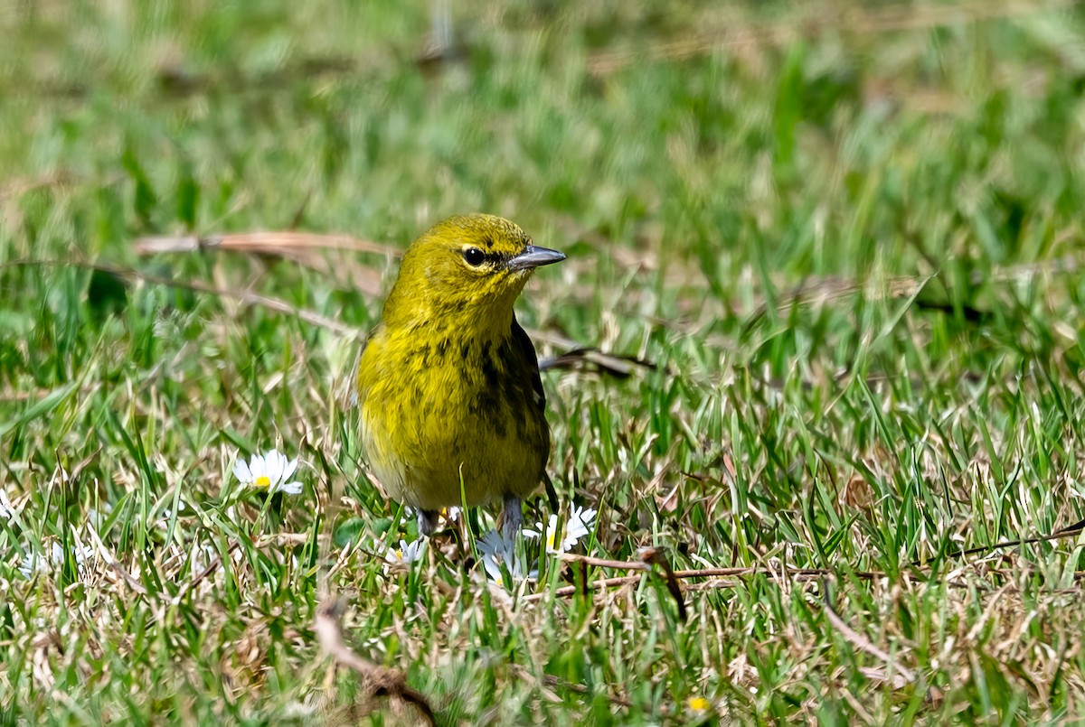 Pine Warbler - ML630861460
