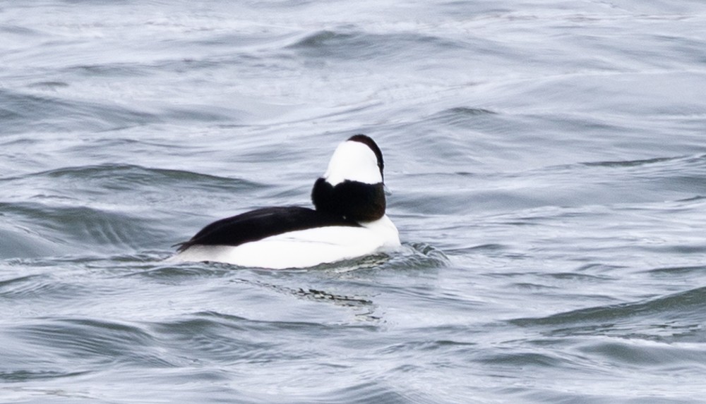 Bufflehead - ML630861516