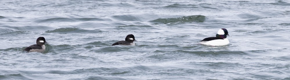 Bufflehead - ML630861517