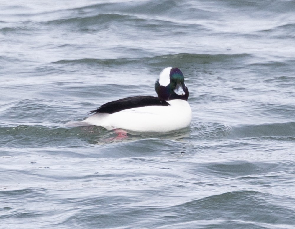 Bufflehead - ML630861518