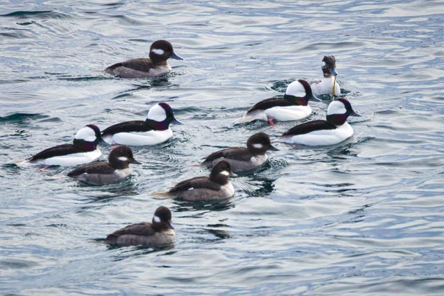 Bufflehead - ML630861871