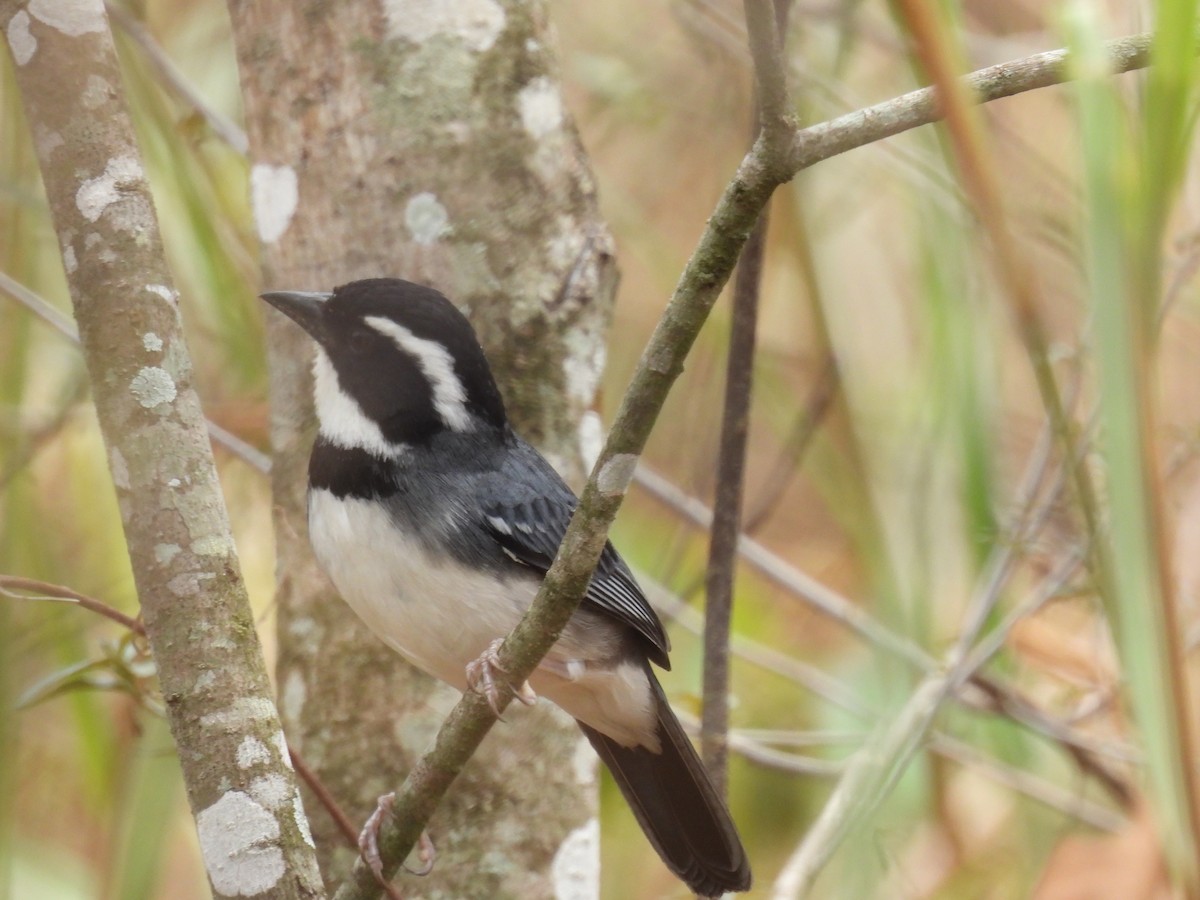 Black-capped Sparrow - ML630862099