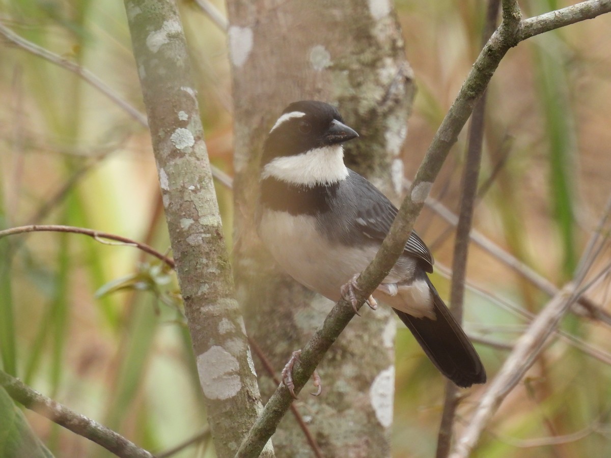 Black-capped Sparrow - ML630862101