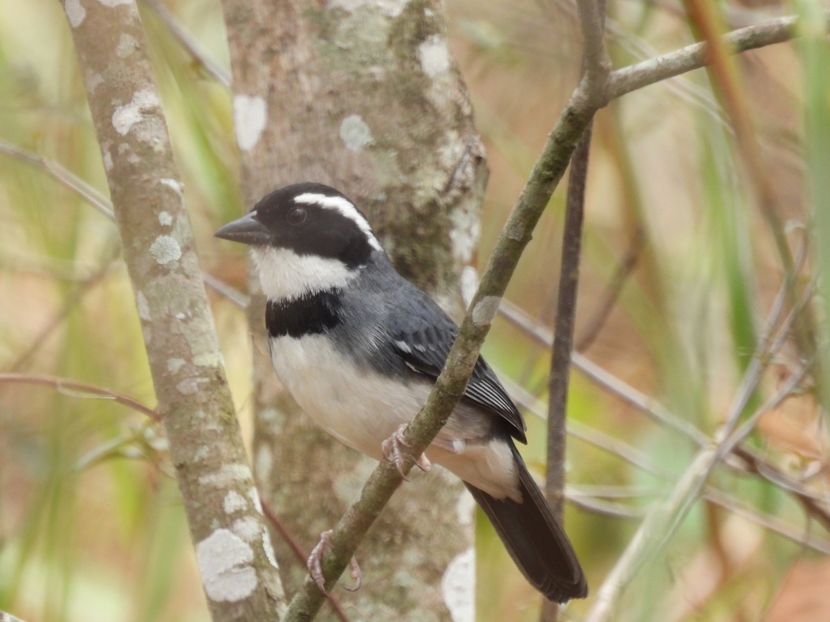 Black-capped Sparrow - ML630862103
