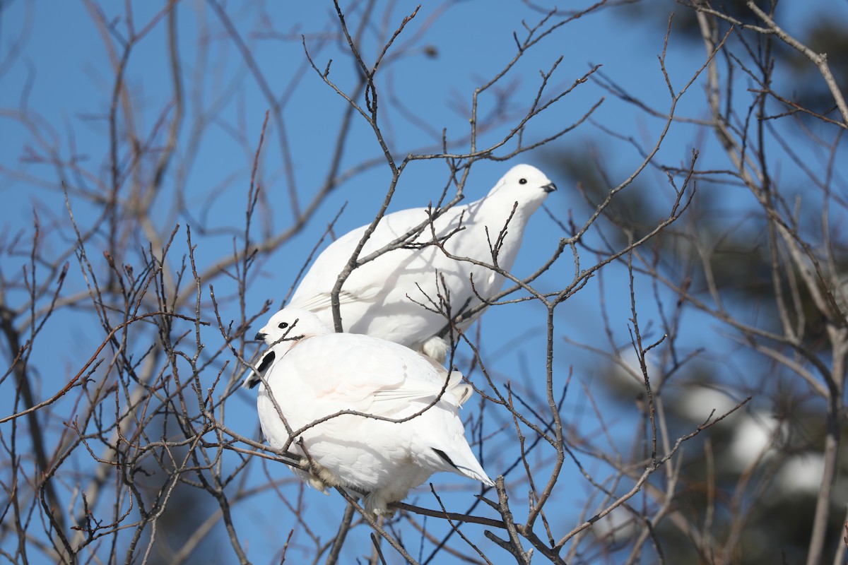 Willow Ptarmigan - ML630862173