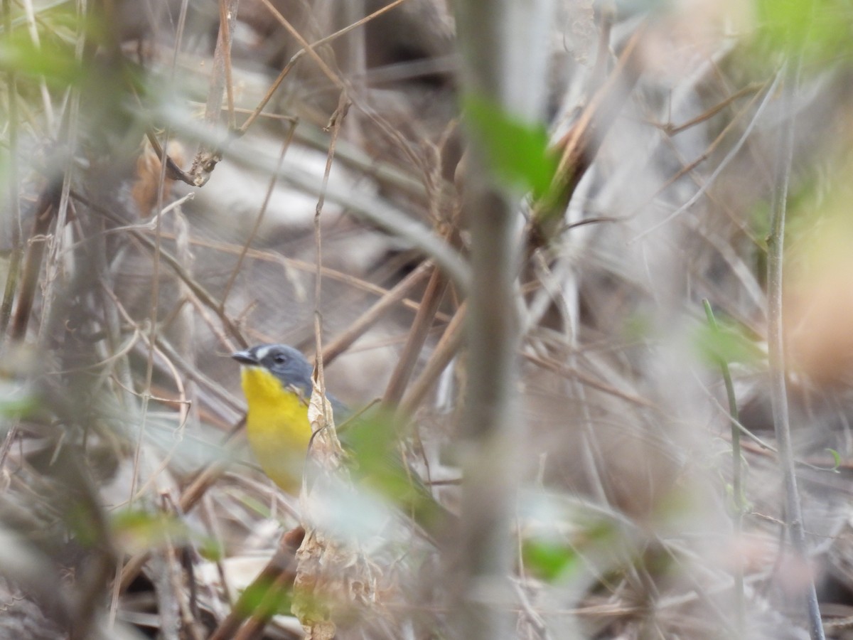 Gray-and-gold Warbler - ML630862291