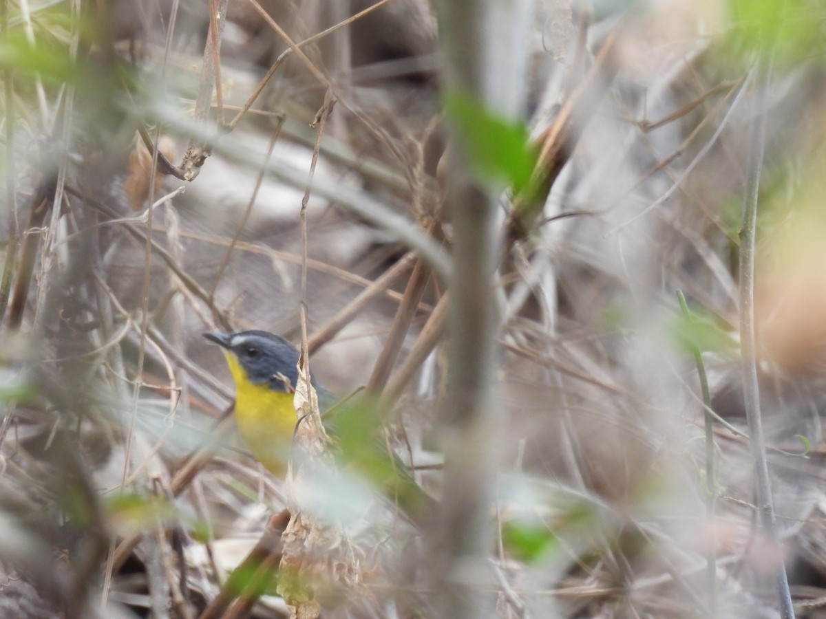 Gray-and-gold Warbler - ML630862292