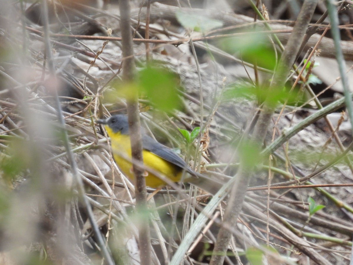 Gray-and-gold Warbler - ML630862295