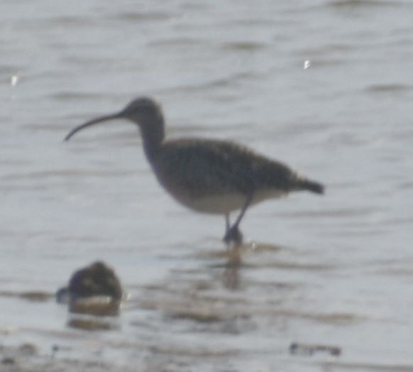 Whimbrel - ML630862340