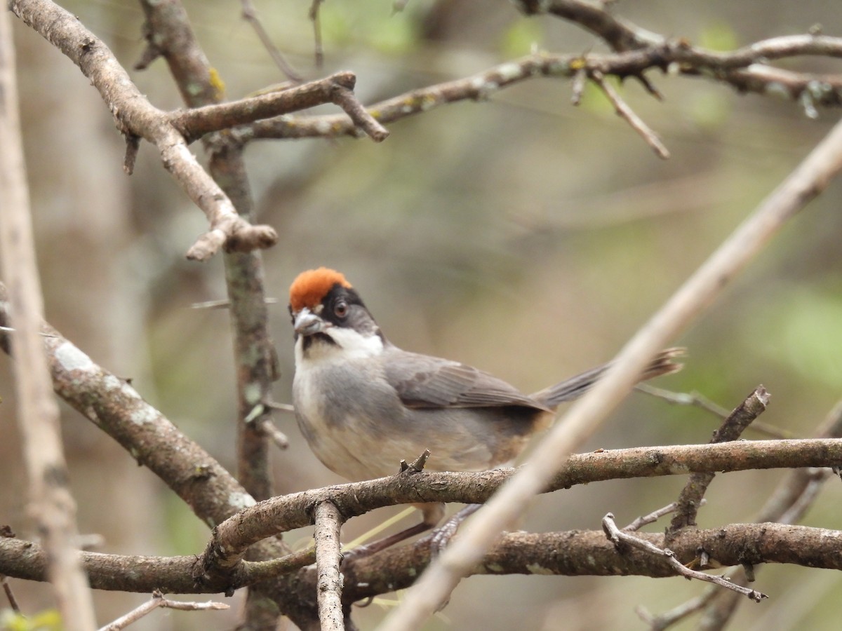 Bay-crowned Brushfinch - ML630862564