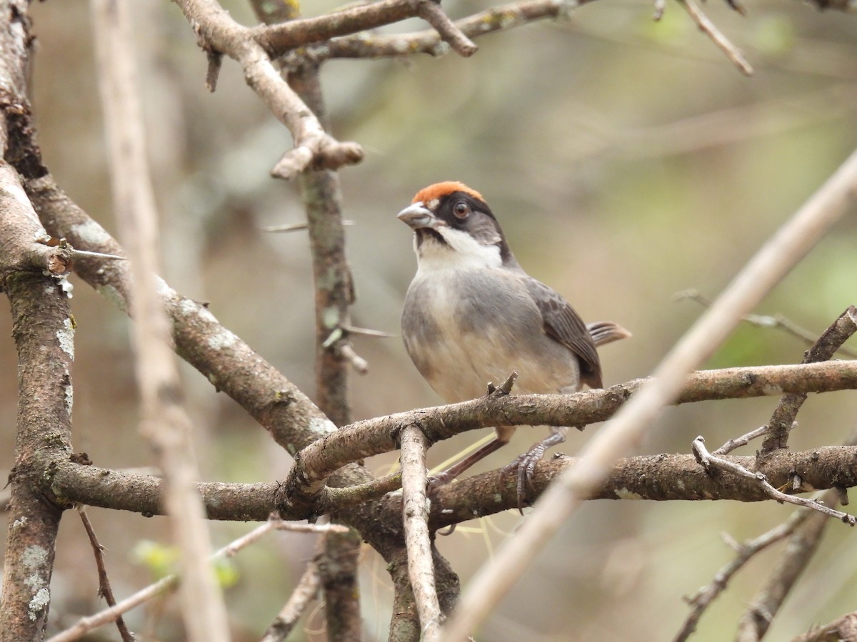 Bay-crowned Brushfinch - ML630862570