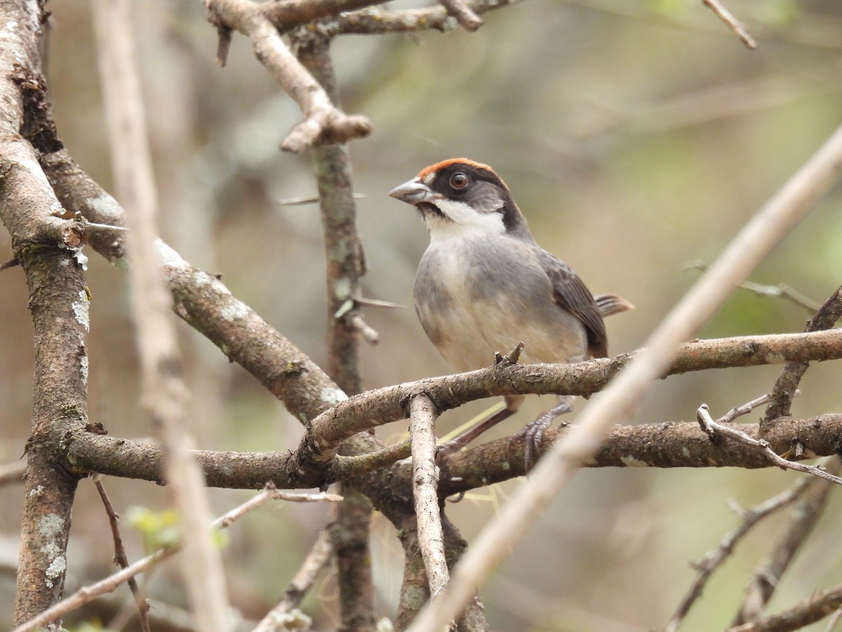 Bay-crowned Brushfinch - ML630862571