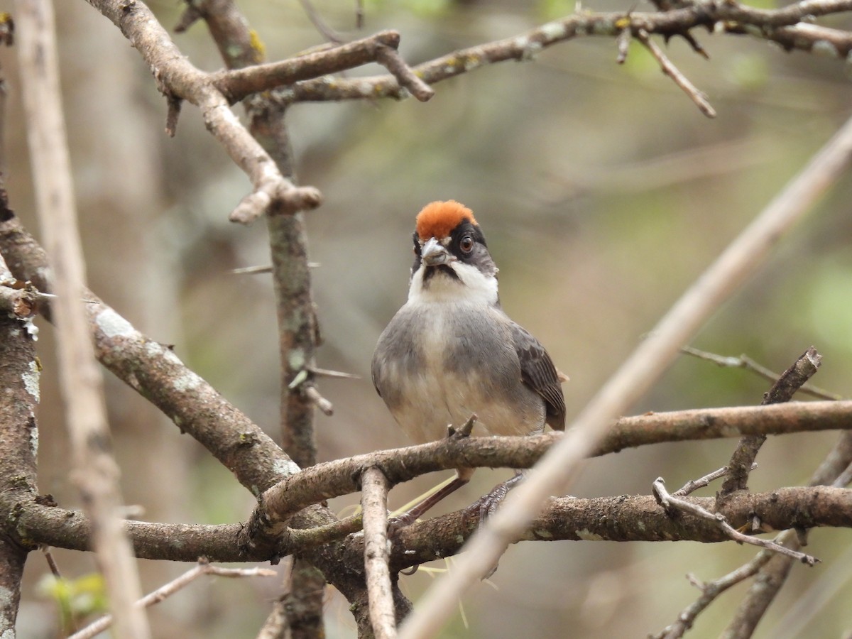 Bay-crowned Brushfinch - ML630862572