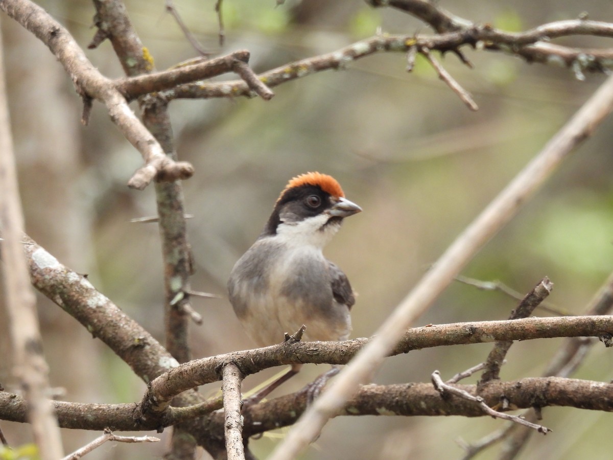 Bay-crowned Brushfinch - ML630862573