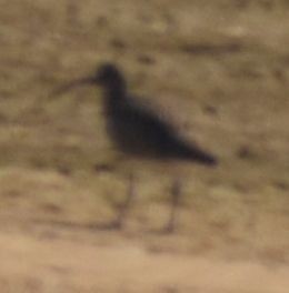 Whimbrel - ML630862610