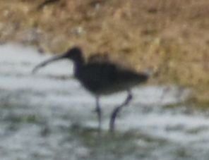 Whimbrel - ML630862611