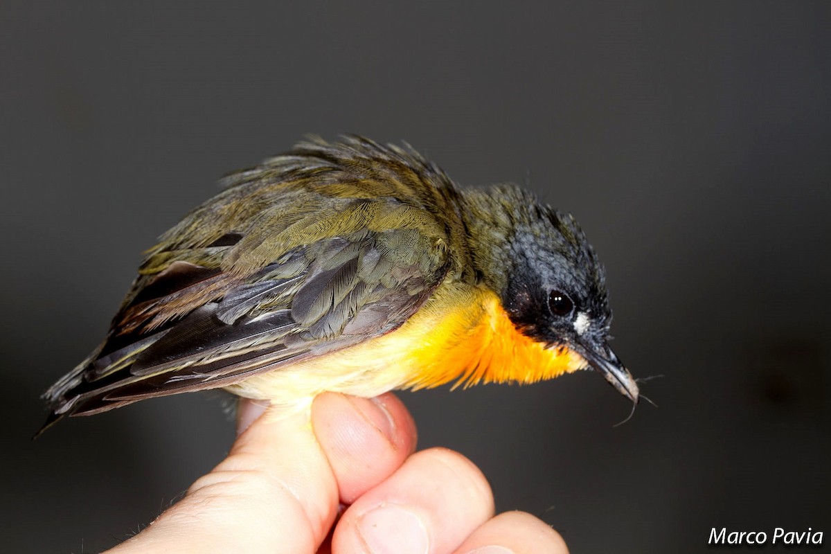 Olive-backed Forest Robin - ML630862639