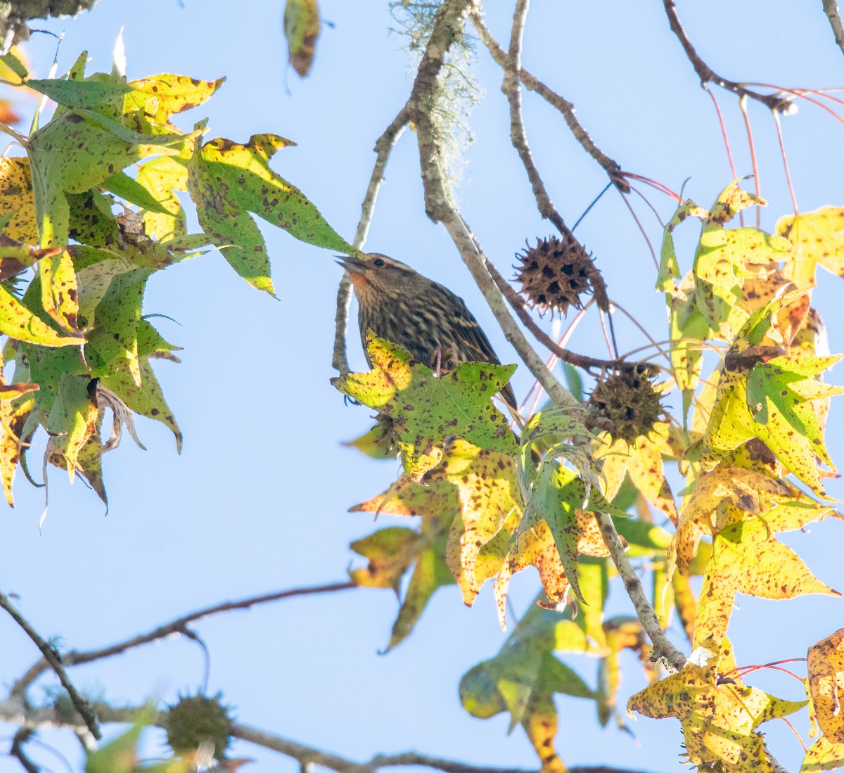 Red-winged Blackbird - ML630862642