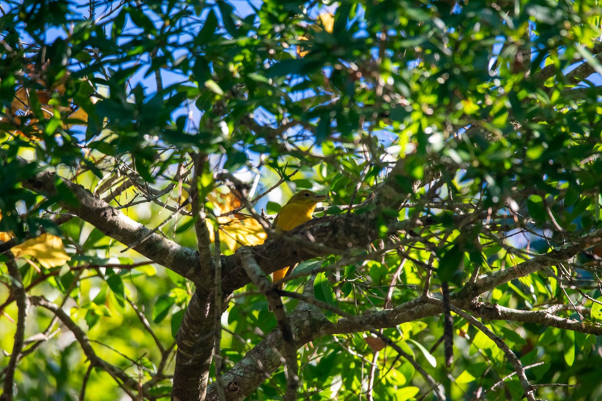 Summer Tanager - ML630862809