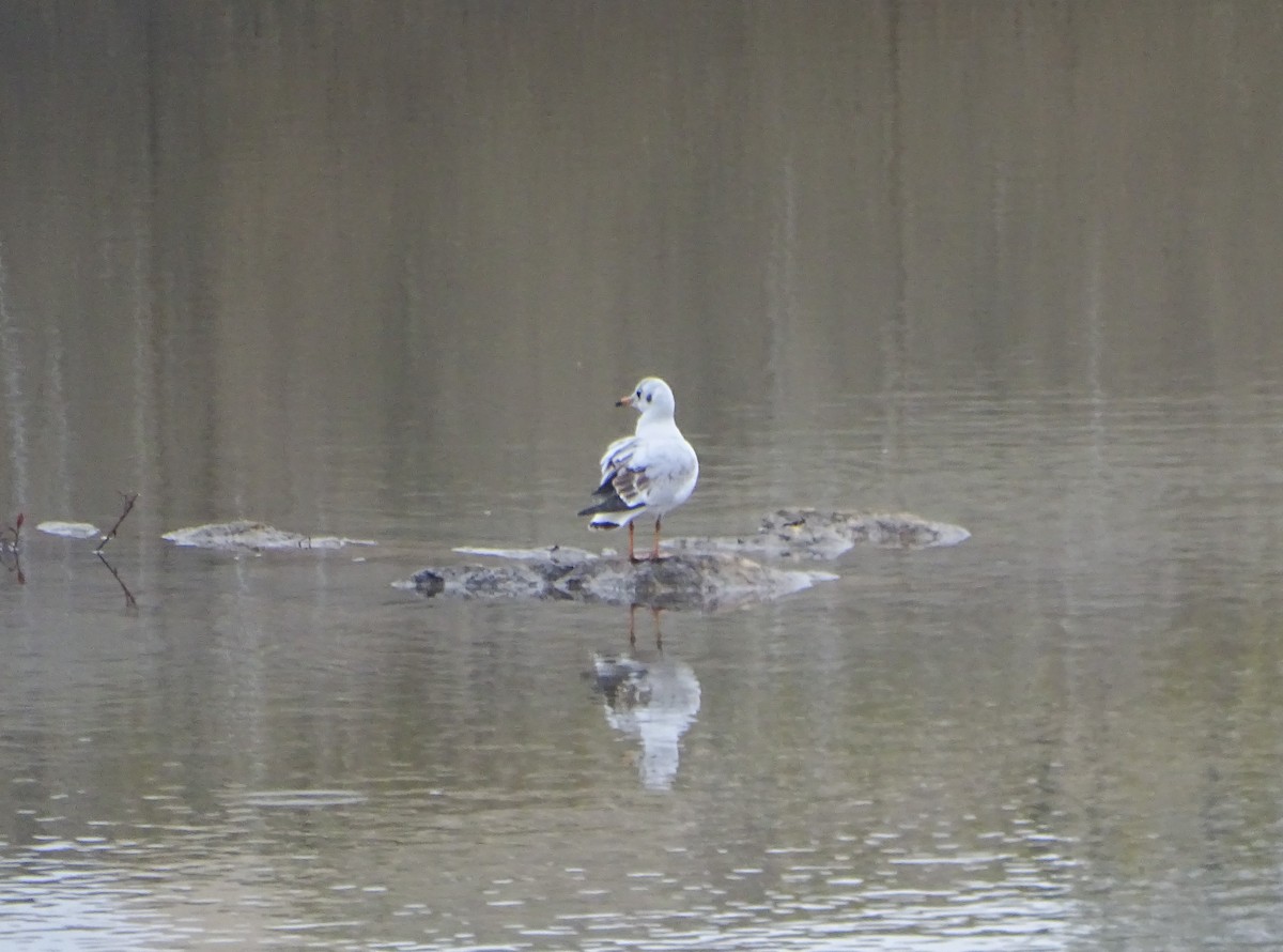 Black-headed Gull - ML630862841