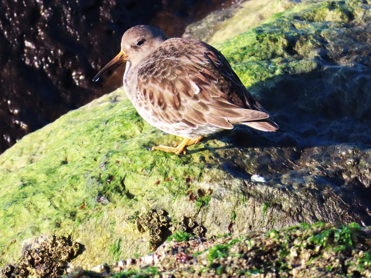 Purple Sandpiper - ML630862947