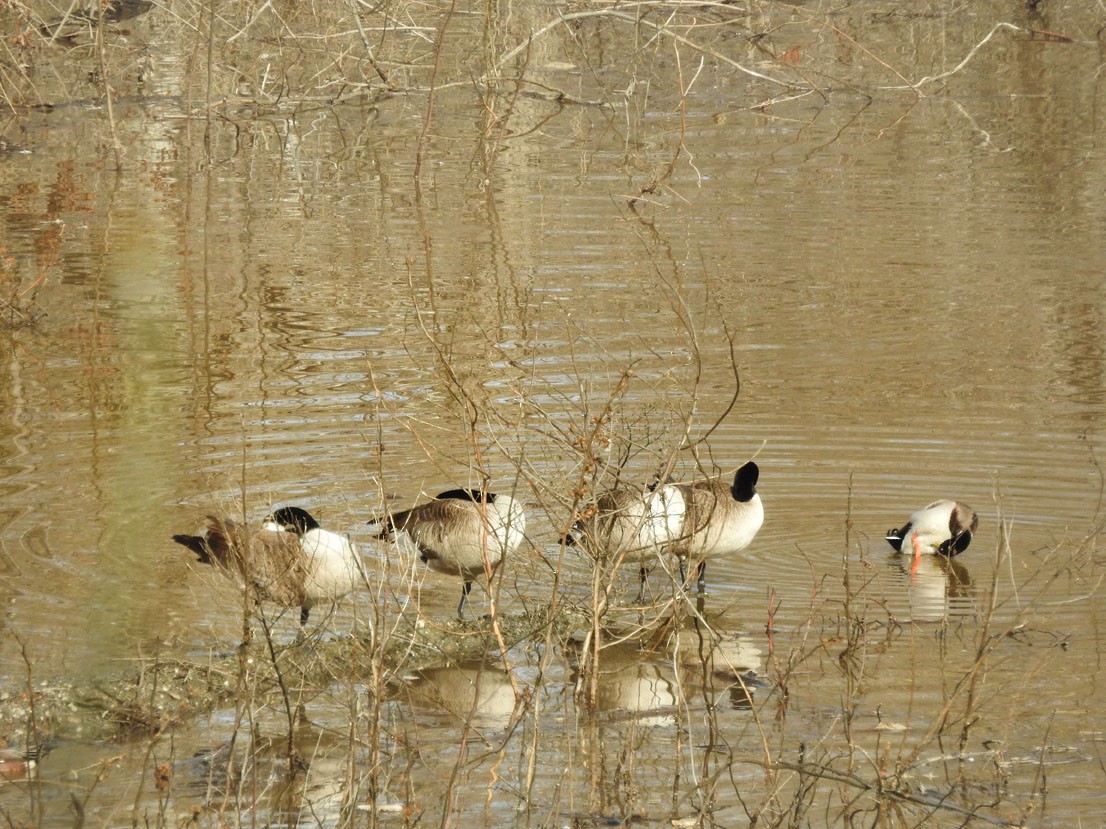 berneška velká - ML630862967