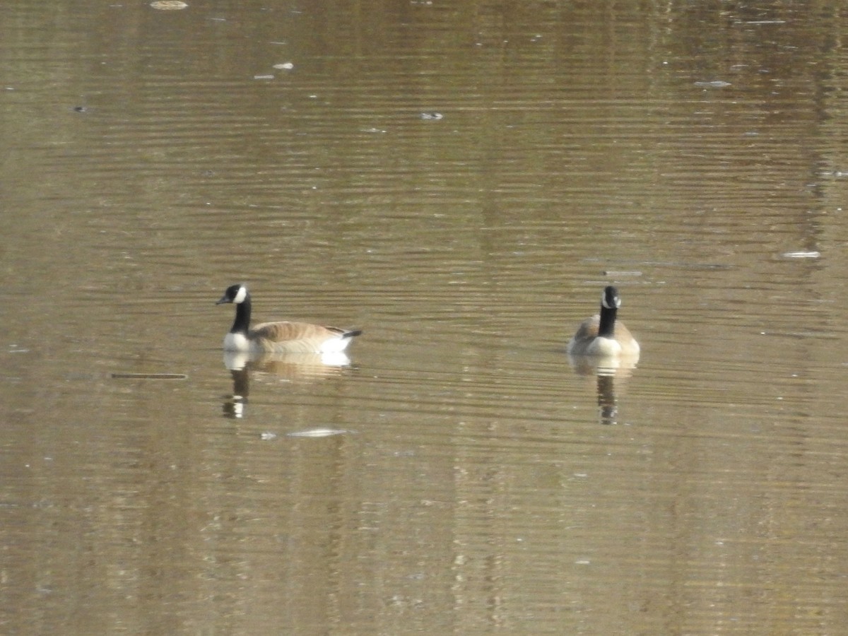 berneška velká - ML630862968