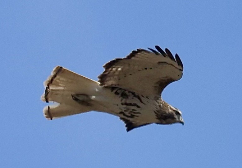 Red-tailed Hawk (Harlan's) - ML630862976